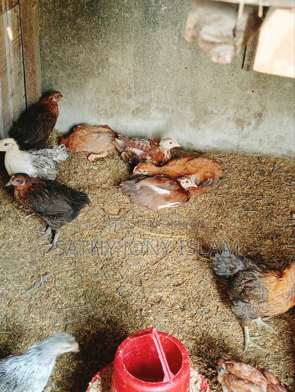 মাল্টি কালারের টাইগার মুরগির বাচ্চা