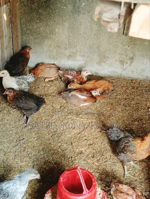 মাল্টি কালারের টাইগার মুরগির বাচ্চা