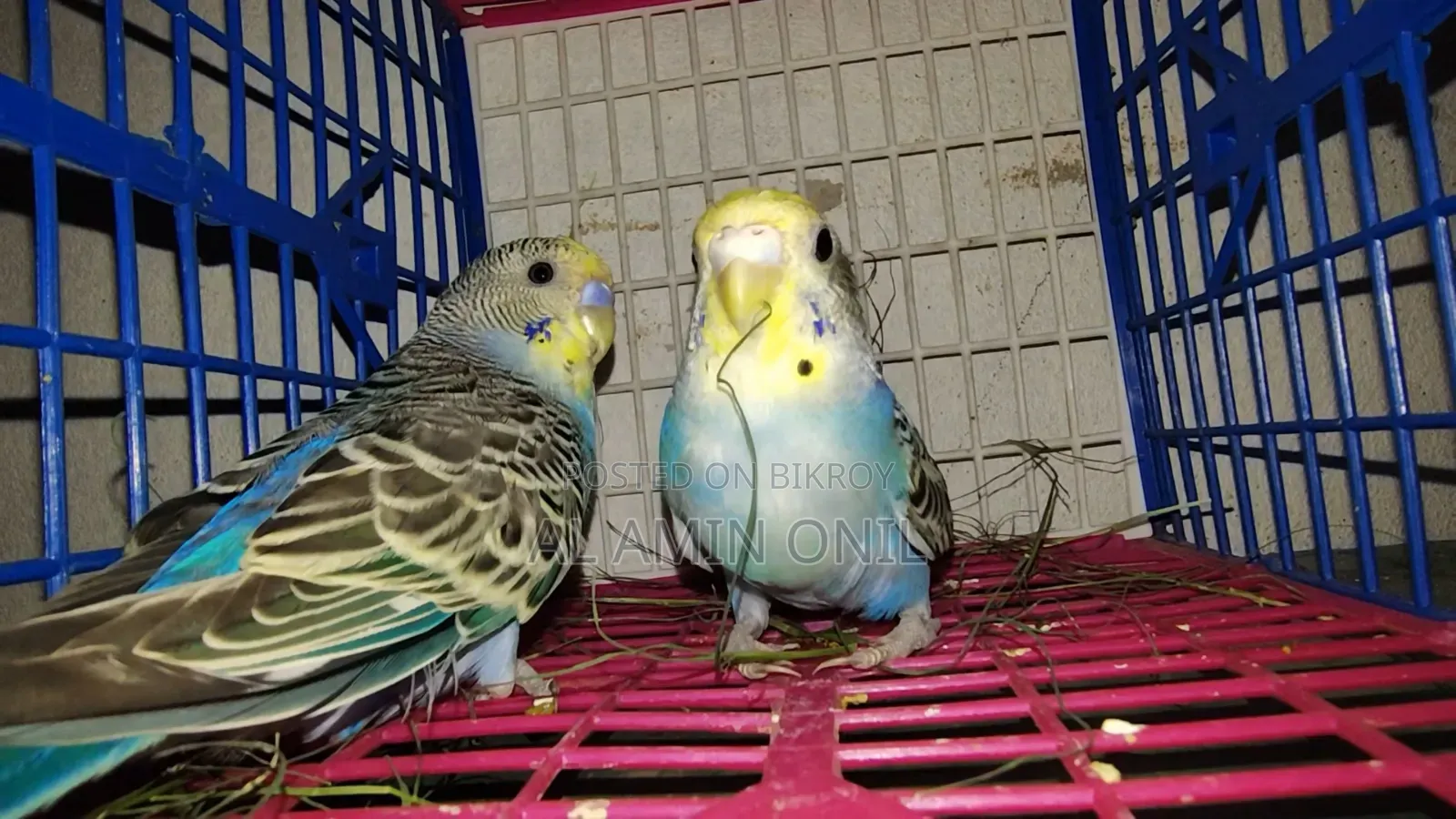 4-Month-Old Budgie, Semi-Adult Ready to Lay Eggs in 6 Months