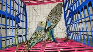 4-Month-Old Budgie, Semi-Adult Ready to Lay Eggs in 6 Months