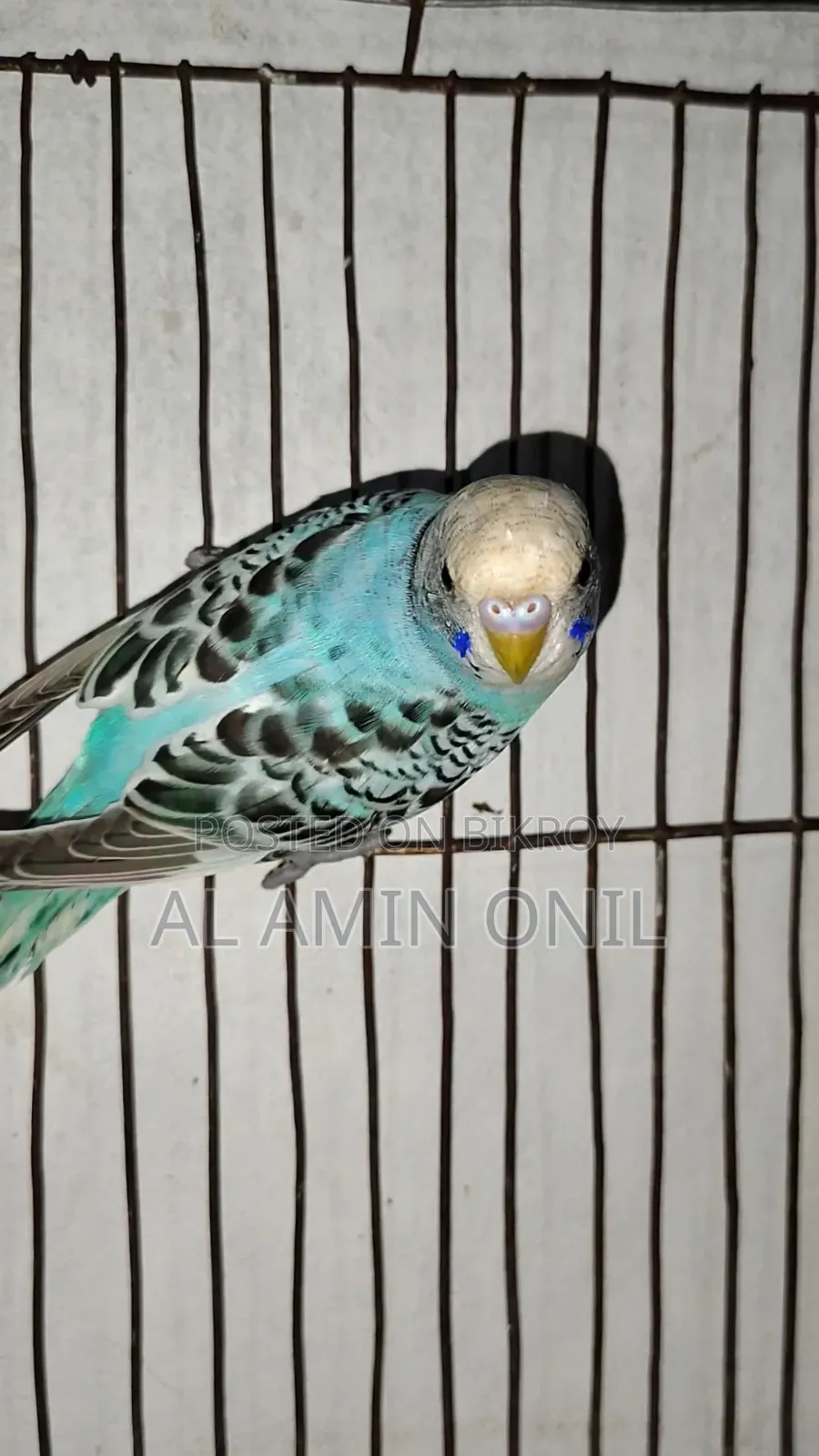 4-Month-Old Budgie, Semi-Adult Ready to Lay Eggs in 6 Months