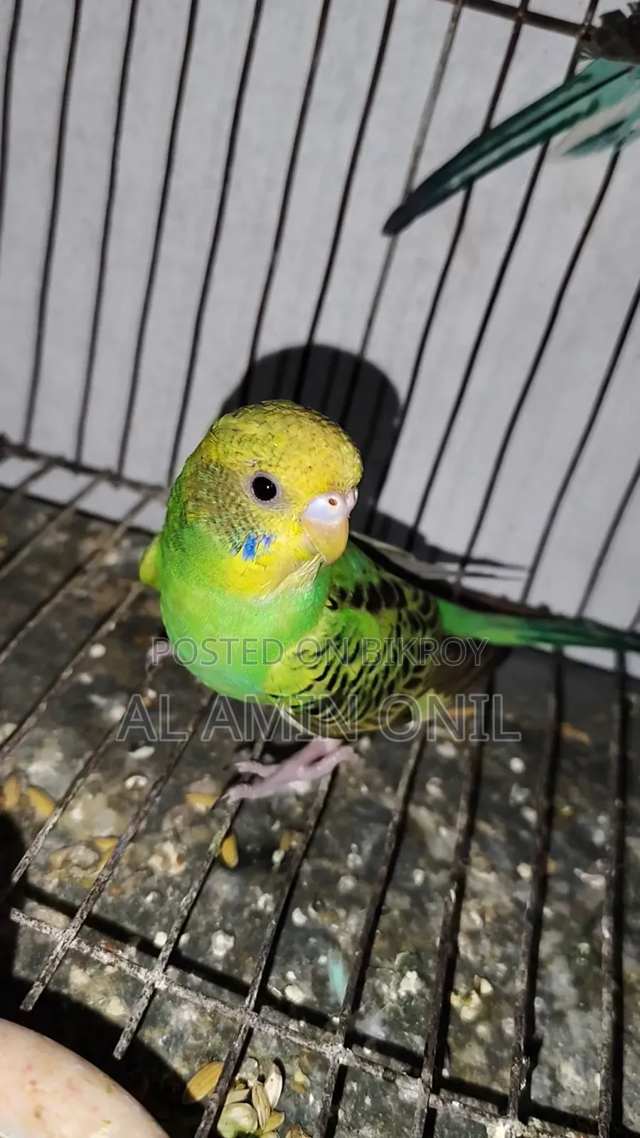 4-Month-Old Budgie, Semi-Adult Ready to Lay Eggs in 6 Months