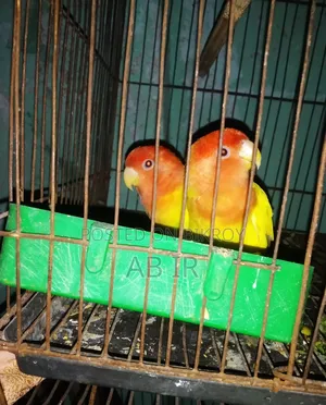 Lovebirds Breeding Pair