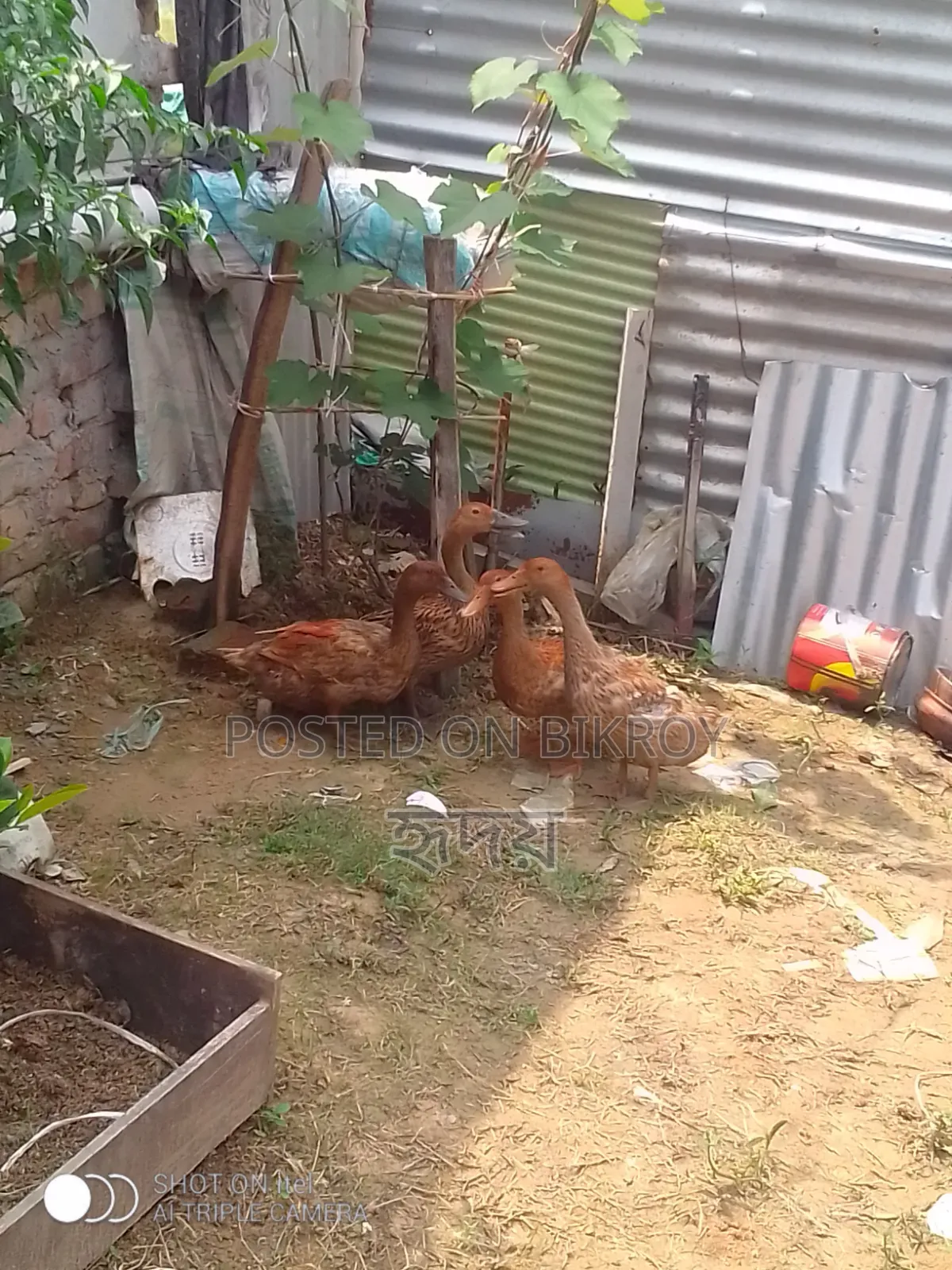 Healthy Ducks