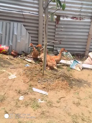 Healthy Ducks