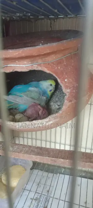 Budgerigar Bird