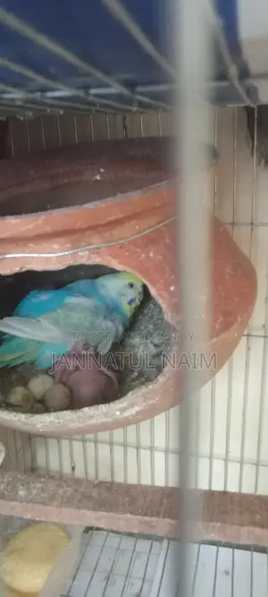 Budgerigar Bird