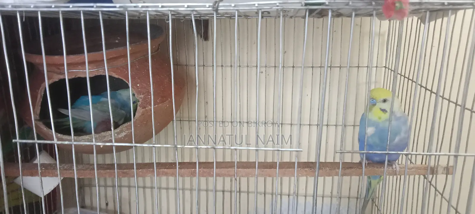 Budgerigar Bird