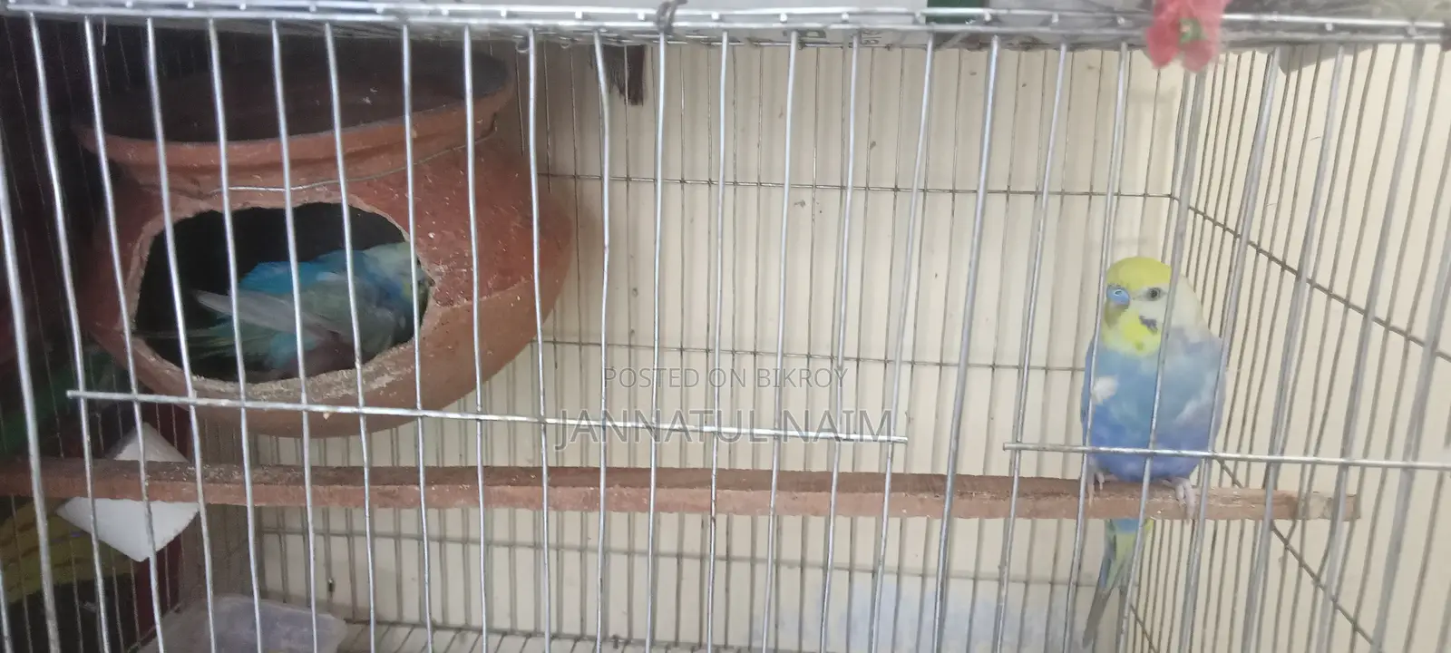 Budgerigar Bird