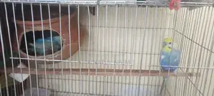 Budgerigar Bird