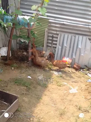 Healthy Ducks