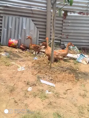 Healthy Ducks