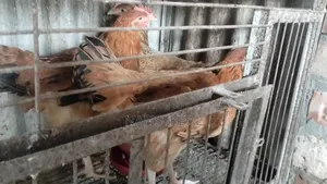 Tiger Chicken