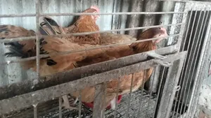 Tiger Chicken