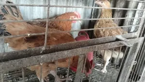 Tiger Chicken