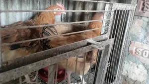 Tiger Chicken