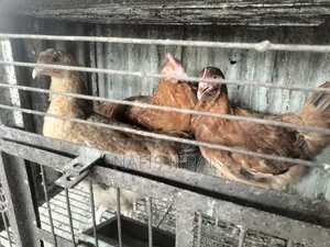 Tiger Chicken