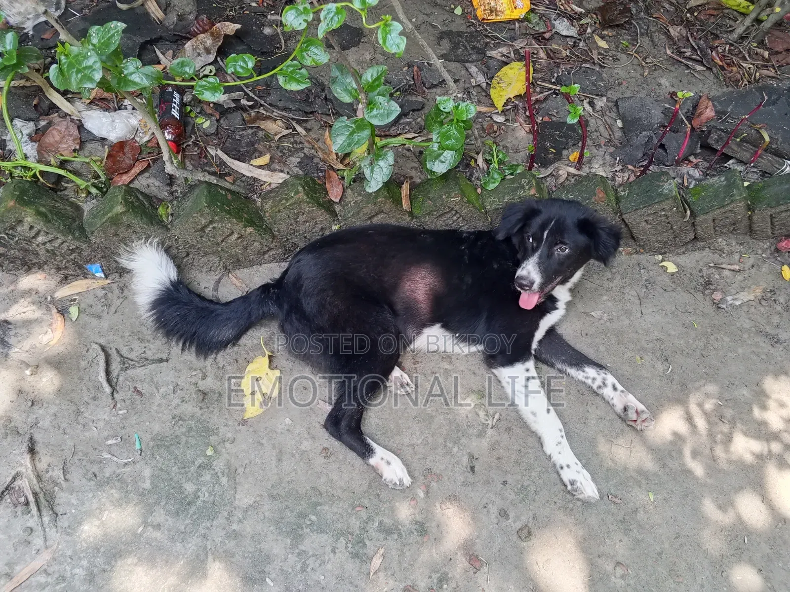 3-6 Months Male Purebred Bearded Collie