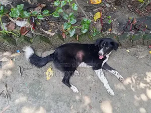 3-6 Months Male Purebred Bearded Collie