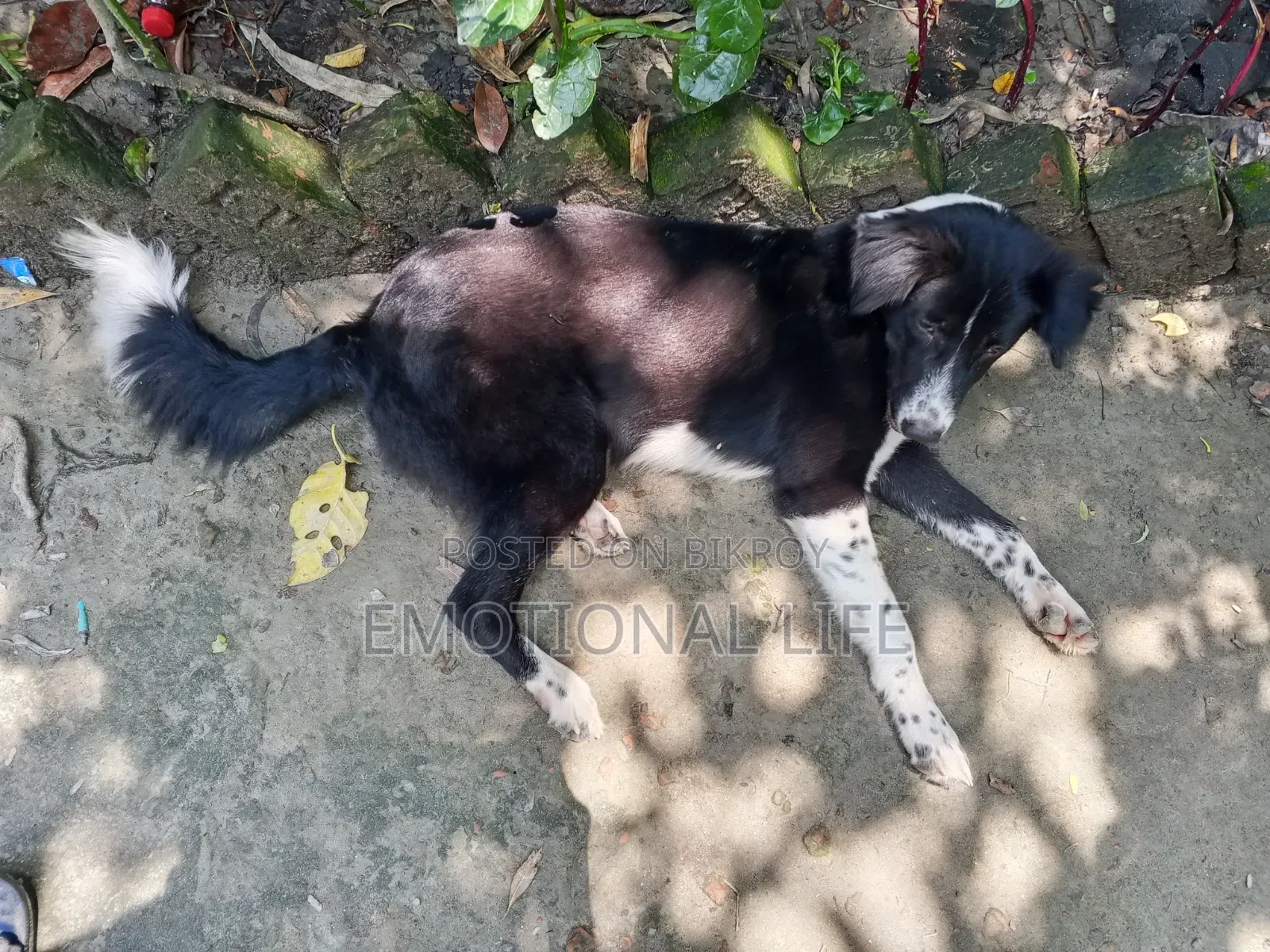 3-6 Months Male Purebred Bearded Collie