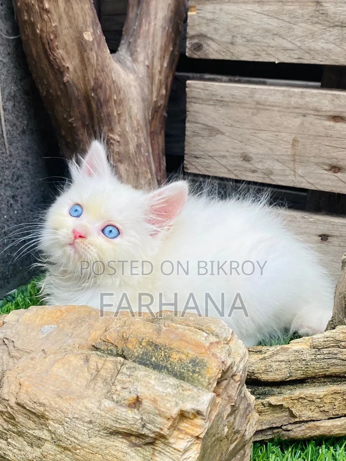 1-3 Months Male Purebred Persian
