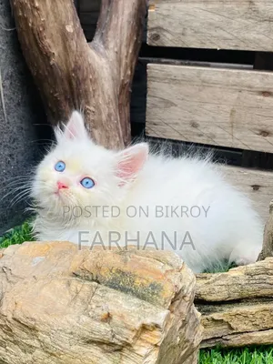 1-3 Months Male Purebred Persian