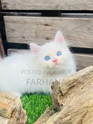 1-3 Months Male Purebred Persian