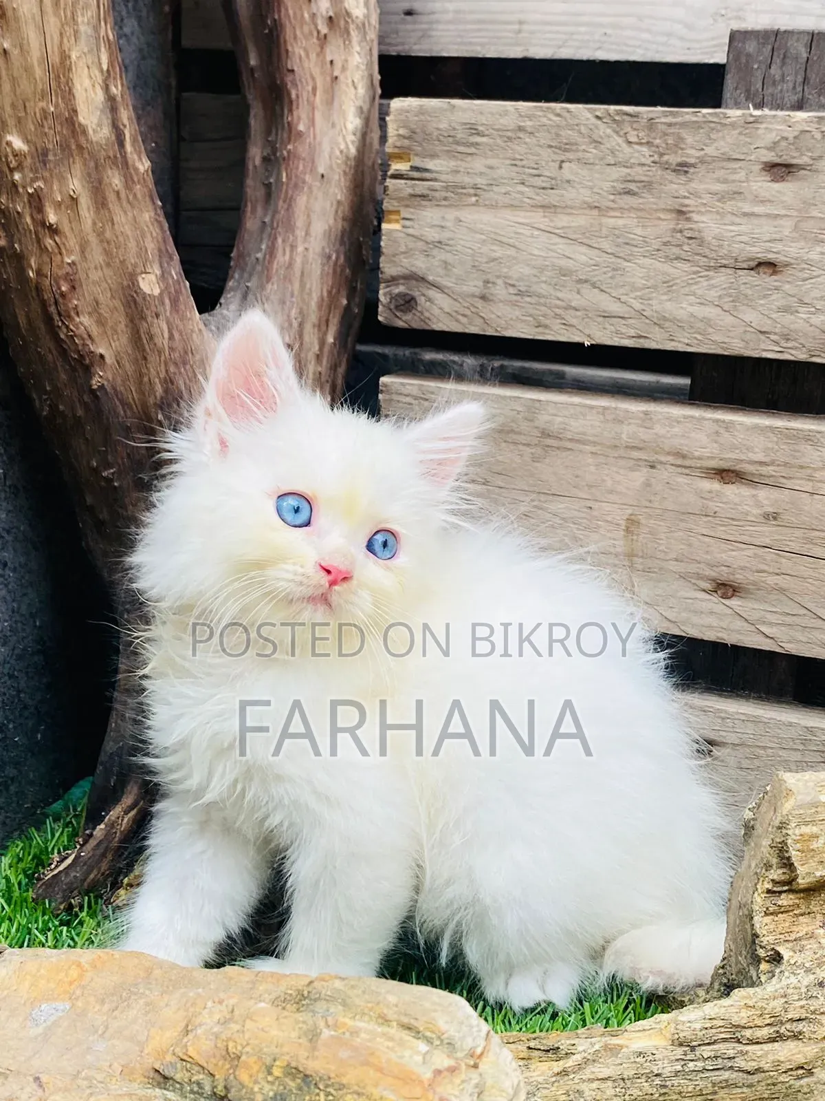 1-3 Months Male Purebred Persian