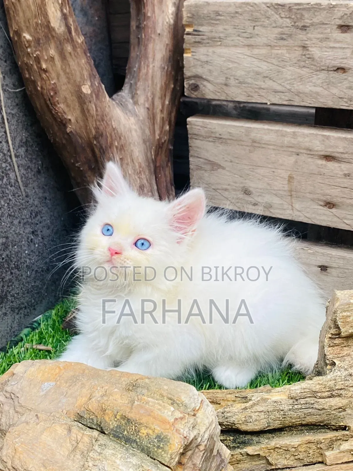1-3 Months Male Purebred Persian