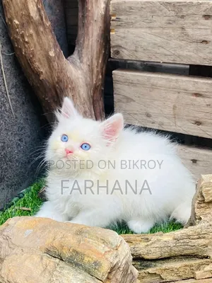 1-3 Months Male Purebred Persian