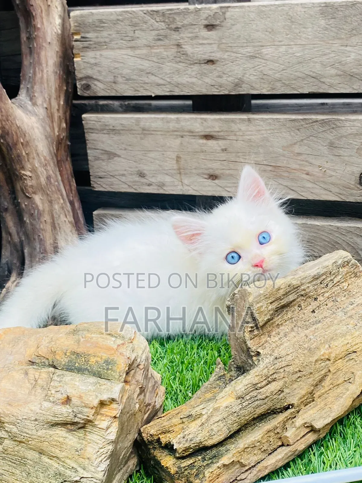 1-3 Months Male Purebred Persian