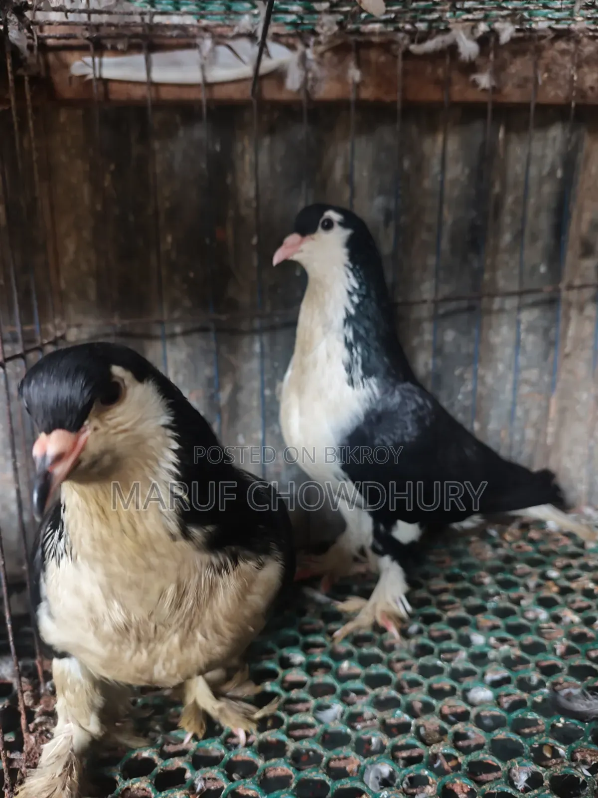Siraji Pigeon
