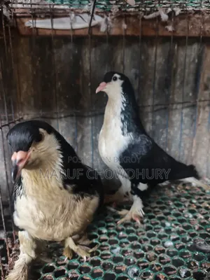 Siraji Pigeon