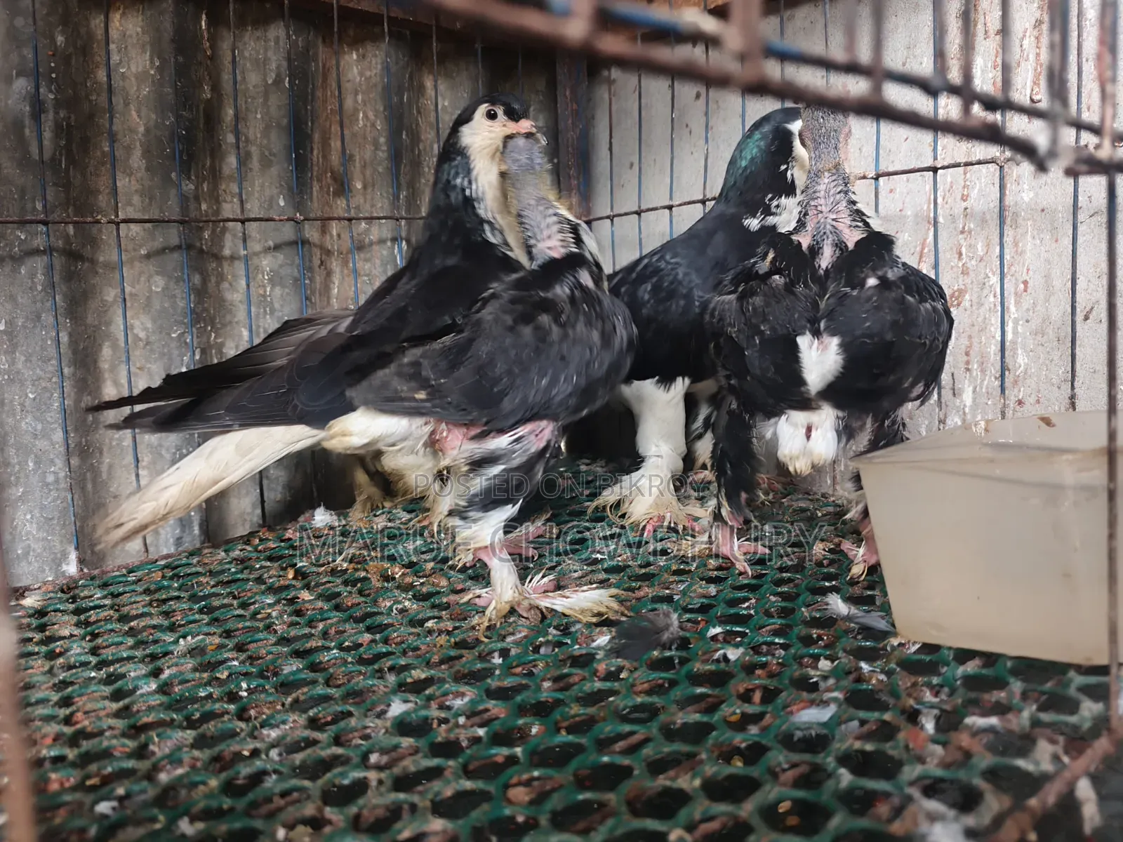 Siraji Pigeon