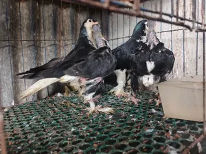 Siraji Pigeon