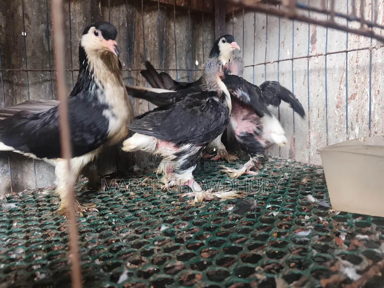 Siraji Pigeon