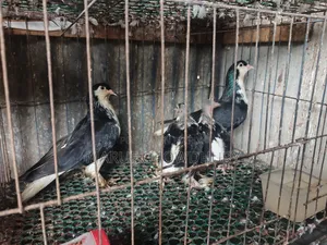 Siraji Pigeon