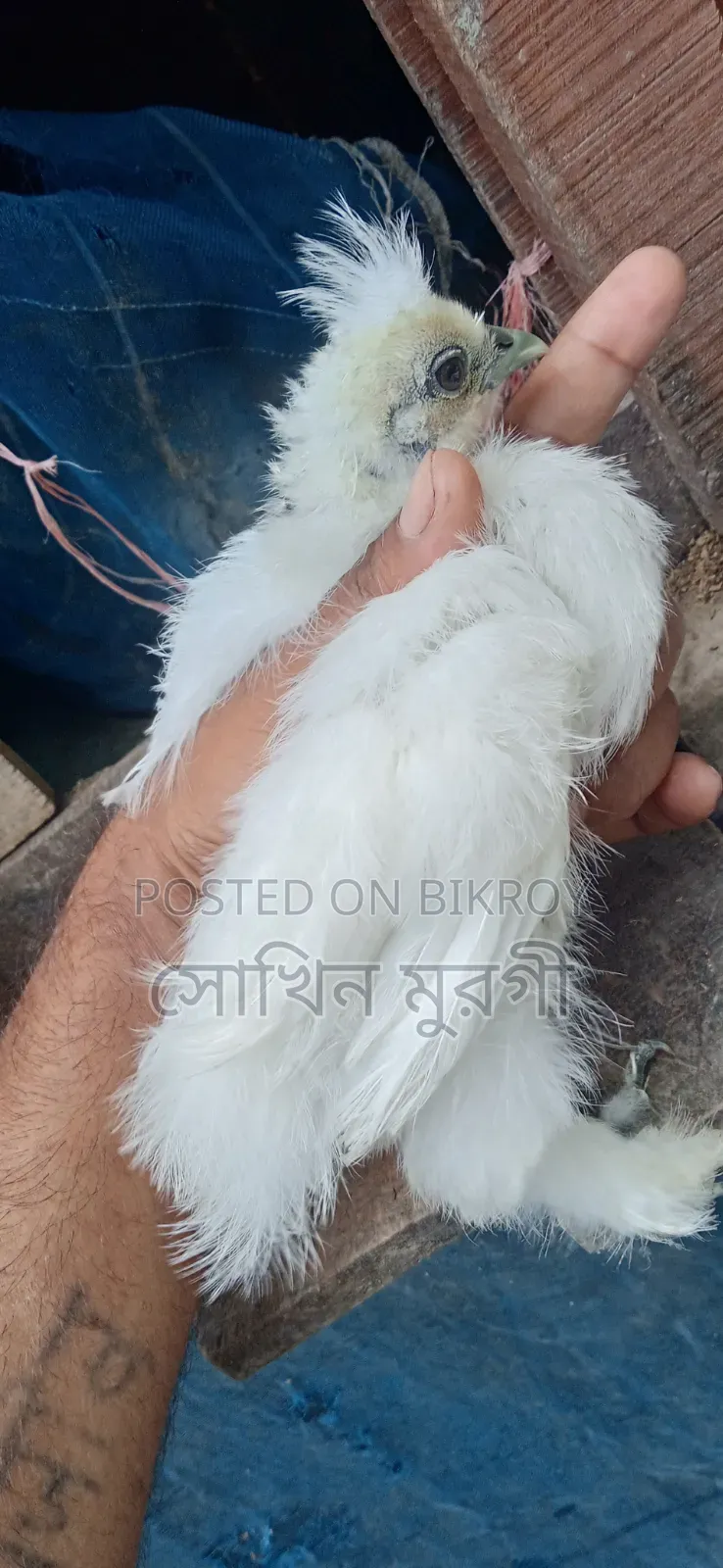 Pet Chicken