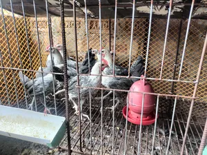 Fawmi Chicken