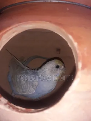 রেইনবো বাজিগর বিনিময়ের জন্য