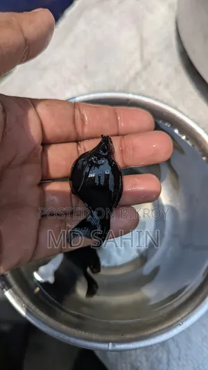 ব্ল্যাক বেলুন মলি ইমপোর্ট কোয়ালিটি