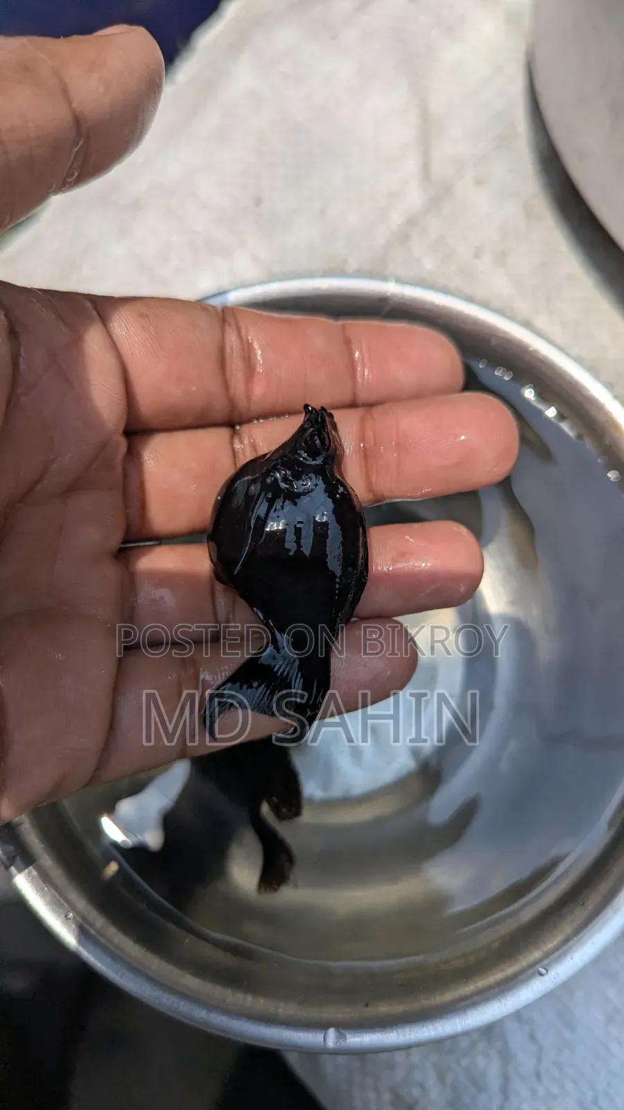 ব্ল্যাক বেলুন মলি ইমপোর্ট কোয়ালিটি