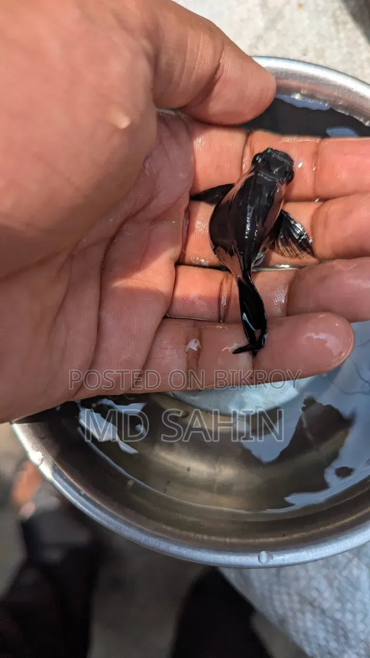 ব্ল্যাক বেলুন মলি ইমপোর্ট কোয়ালিটি