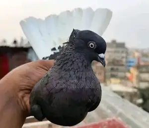 মুছালদম নর কবুতর