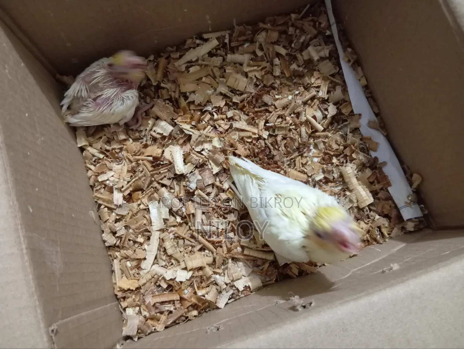 Cockatiel Baby Birds