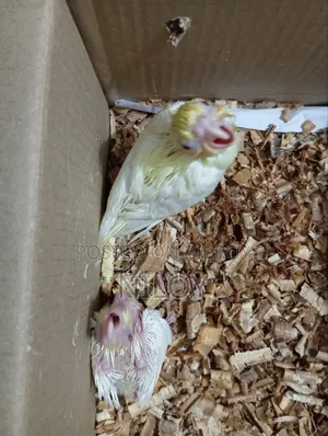 Cockatiel Baby Birds