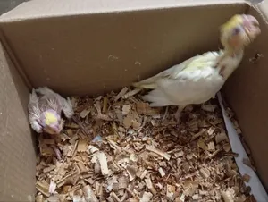Cockatiel Baby Birds