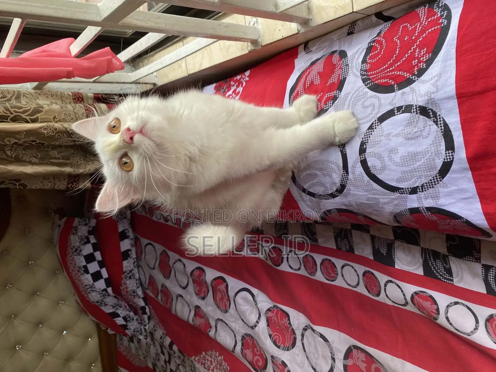 3-6 Months Male Purebred Persian
