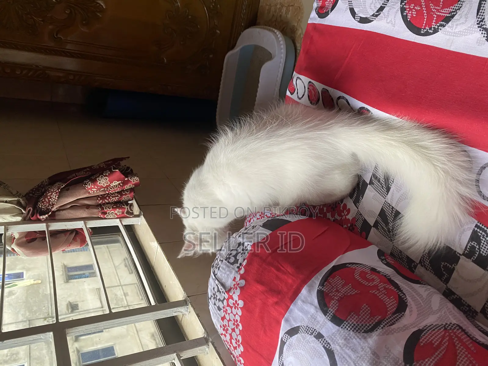 3-6 Months Male Purebred Persian