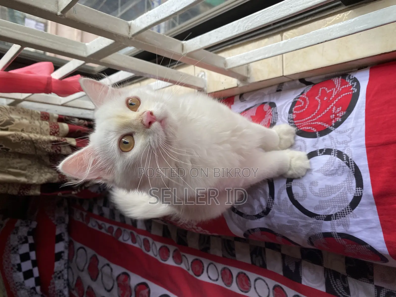 3-6 Months Male Purebred Persian